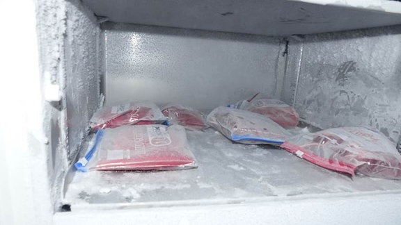 Ein einem vereisten Gefrierfach liegen sechs in Gefrierbeutel mit Reißverschluss verpackte, gefüllte, gefrorene Blutbeutel