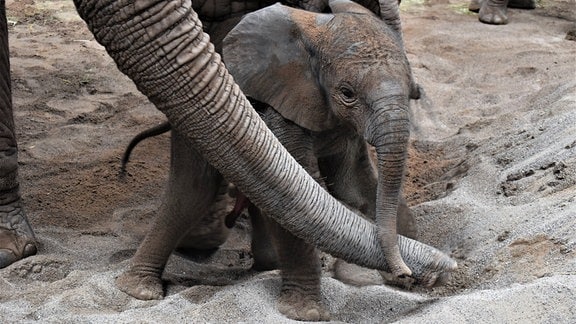 Ein Elefantenbaby wird vom Rüssel eines großen Elefanten gehalten. 