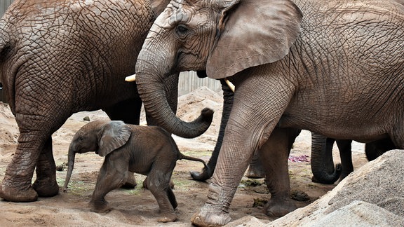 Ein Elefantenkalb läuft neben zwei Elefanten durchs Zoogehege.