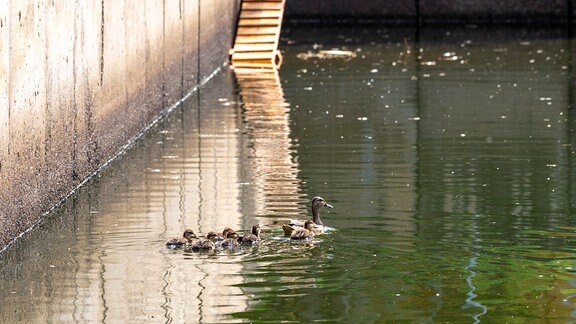 Entenmutter mit Küken in Wasserbecken aus Beton