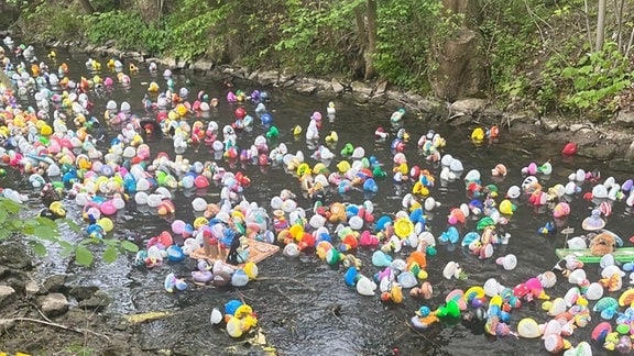 Viele bunte Plastikenten treiben in einem Fluss.
