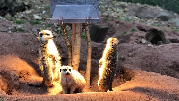 Erdmännchen sonnen sich unter einer Lampe im Zoopark Erfurt 