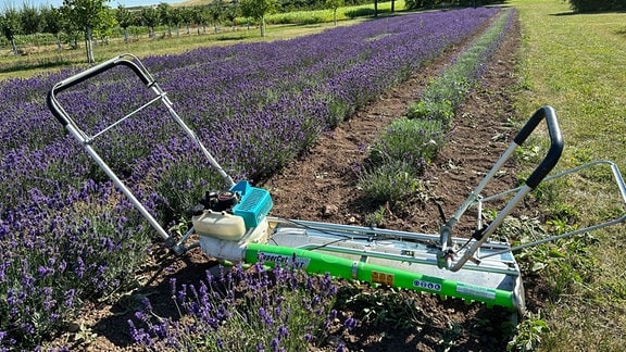 Spezielle Maschine steht im Lavendelfeld