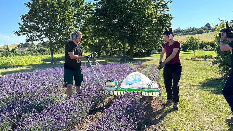 Lavendelanbau - Wird Thüringen die kleine Provence? (mdr.de)