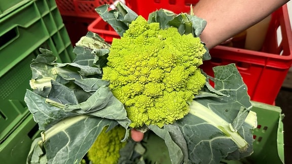 Ein Hand hält einen großen Romanesco-Kopf in der Hand.