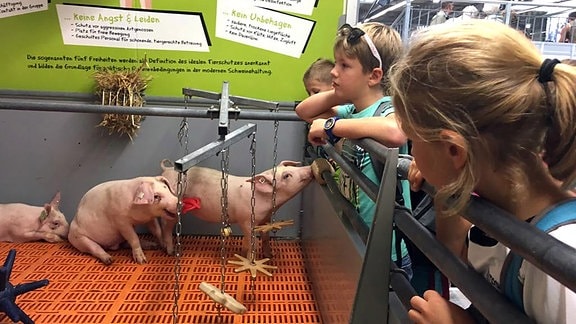 Schweine stehen in einem Gehege und werden von Kindern angeschaut. 
