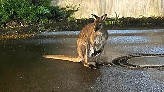 Ein Känguru sitzt auf einer Straße.