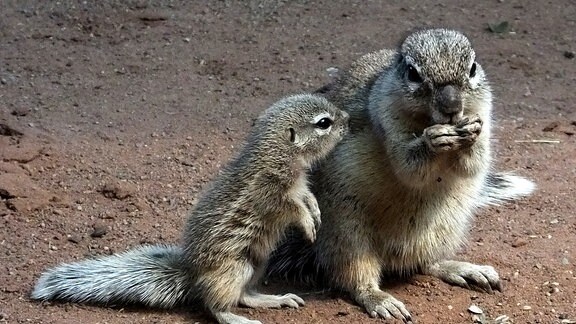 Ein Kap-Borstenhörnchen mit seiner Mutter