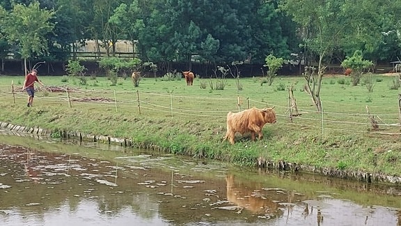 Ein Rind neben dem Weg.