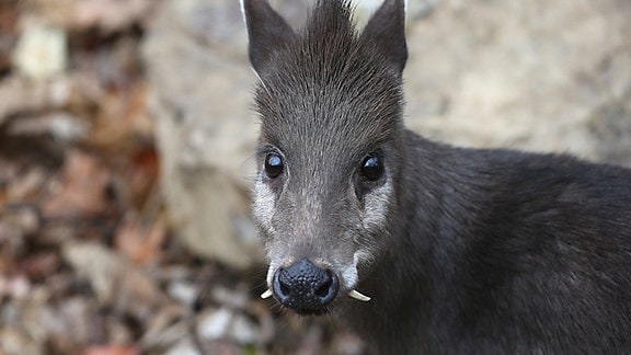 Schopfhirsch