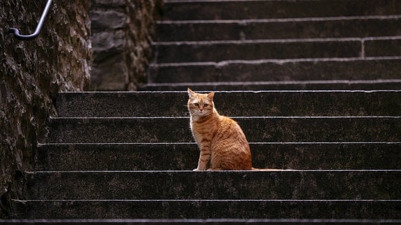 Eine Katze sitzt auf einer Treppe.
