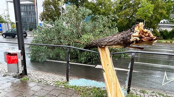 Ein Baum ist auf eine Straßenbahnhaltestelle gefallen.