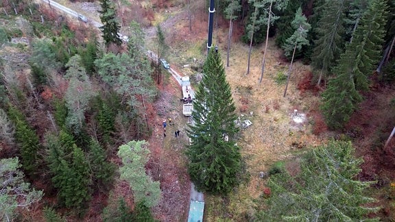 LLuftbild - Ein großer Weihnachtsbaum hängt an einem Kran in einem Wald und wird auf einen Lkw verladen.