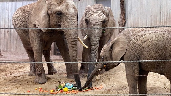 Drei Elefanten in einer Elefantenanlage essen Obst und Gemüse