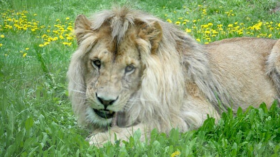 Löwe Bagani im Erfurter Zoo hat seine Löwin erstickt.