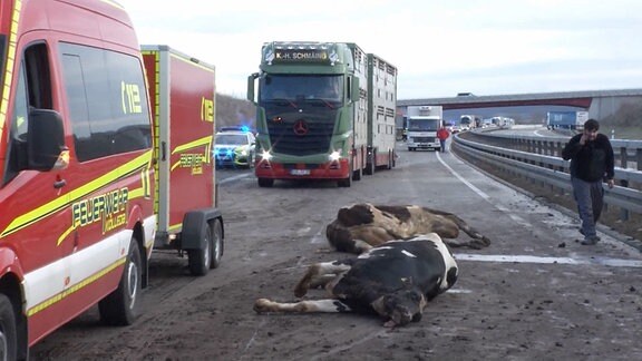 Zwei tote Kühe liegen auf einer Autobahn, daneben Autos.