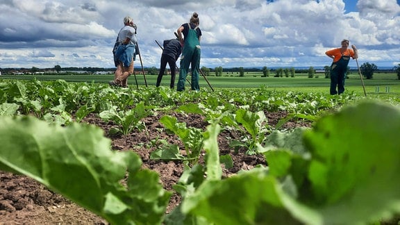 Salat wächst auf dem Feld, im Hintergrund sind Frauen und Männer mit Harken bei der Feldarbeit