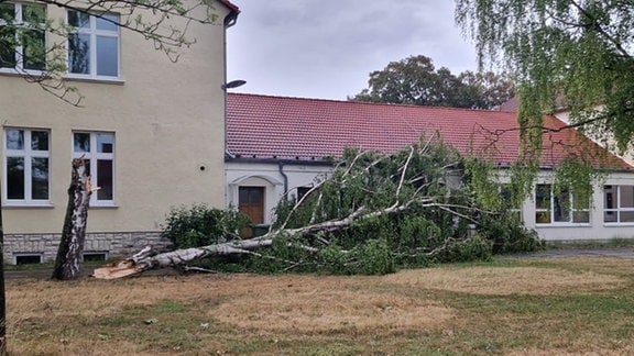 Ein umgestürzter Baum direkt neben einem Schulgebäude.