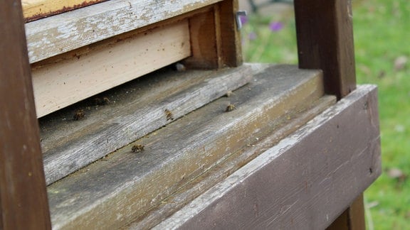 Mehrere Bienen im Anflug auf einen Bienenkasten.