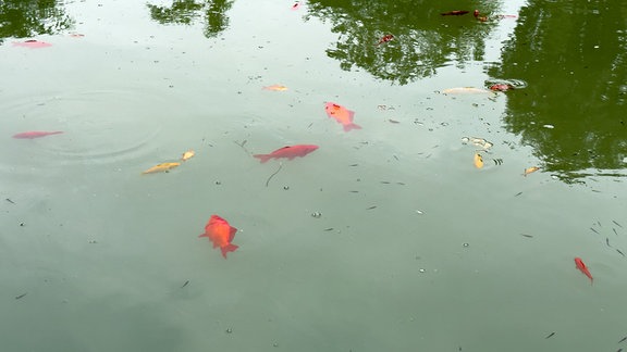 Tote Goldfische schwimmen in einem Teich.