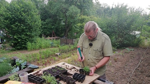 Ein Mann pikiert kleine Grünkohl-Pflanzen und vereinzelt sie in eine Plastik-Palette. 