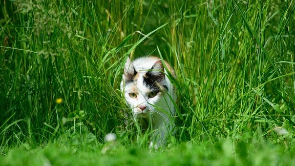 Eine Katze schleicht durchs Gras.