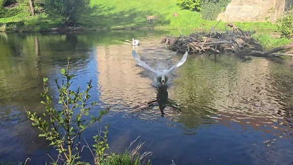 Ein Schwan fliegt über einen Fluss