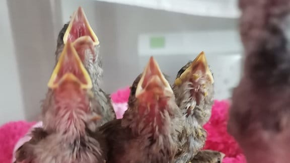 Vogelbabys in der Pflegestelle