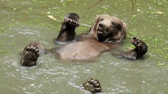 Bär Pardo schwimmt im Teich. 