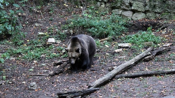 Ein Bär in einem Wald