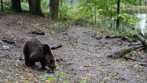 Ein Bär in einem Wald