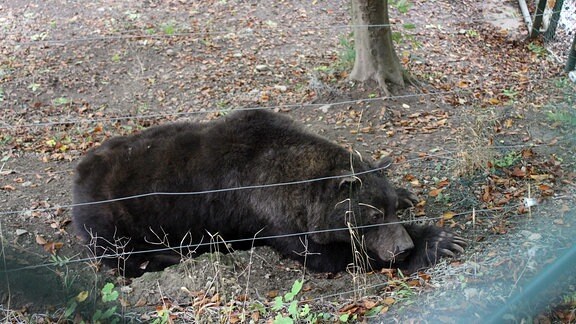Ein Bär liegt auf dem Waldboden