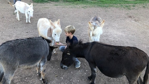 Ein Kind sitzt in der Mitte von vier Mini-Eseln.