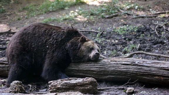 Braunbär liegt auf einem Baumstamm.