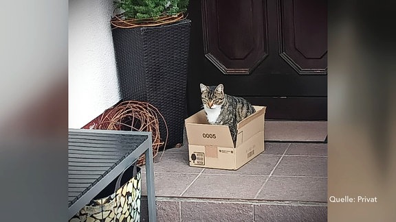 Eine Katze sitzt in einem Karton.