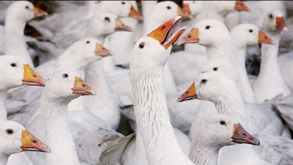 Gänse schnattern auf einem Hof