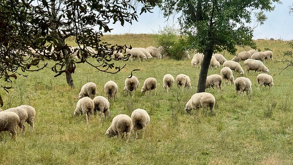 Schafe stehen auf der Wiese eines Hangs.