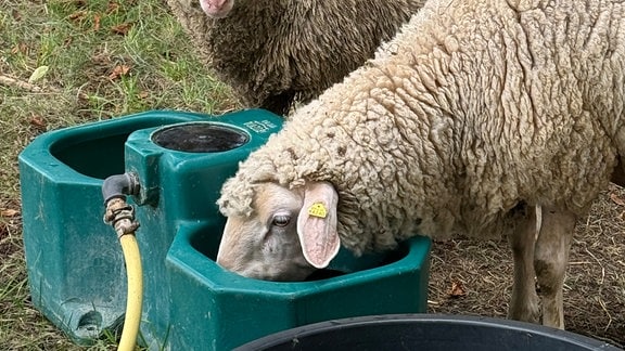 Zwei Schafe trinken Wasser aus einem Eimer.