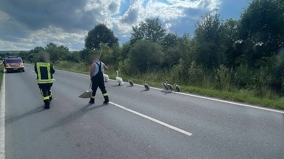 Zwei Feuerwehrleute begleiten acht Schwäne auf einer Landstraße. 