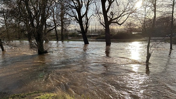 Bäume bei Heringen/Helme werden vom Hochwasser umspült