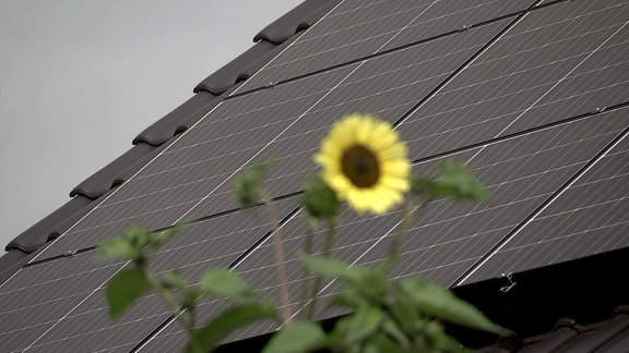 Eine Sonnenblume vor einem Dach mit Solarpanels.