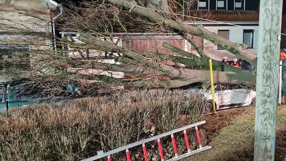 Bei Sturm umgestürzter Baum liegt auf zwei geparkten Autos in Kleinwechsungen