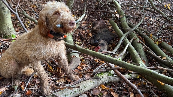 Hund im Wald neben Wildschwein-Kadaver