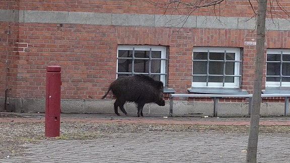 Wegen eines Wildschweines auf dem Schulhof eines Gymnasiums in Nordhausen gab es einen Feuerwehreinsatz.