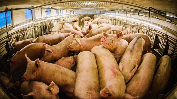 Schweine in einer Schweinemastanlage