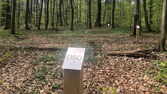 Mehrer Holzpfähle mit Schildern in einem Wald