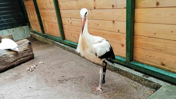 Ein Storch mit einer schwarzen Prothese.