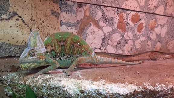 Jemenchameleon  in Käfig