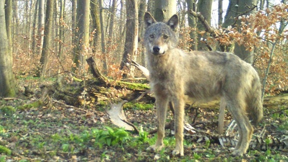 Ein junger Wolf steht in einem Wald