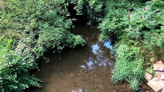 Ein klarer kleiner Fluss überwachsen von Bäumen und Sträuchern